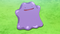 Rising Volt Tacklers's Ditto