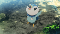 Verity's Piplup