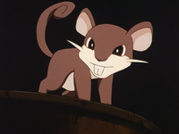 Simon's Rattata