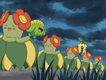 Wailmer Island Grass types.png