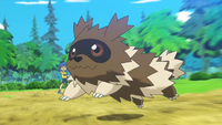 Youngster's Zigzagoon