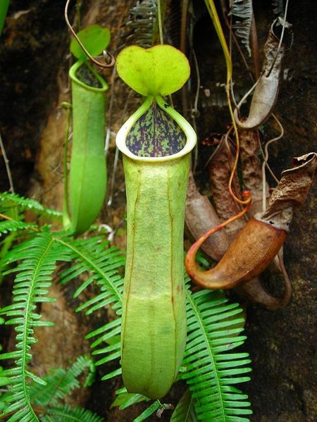 File:Nepenthes benstonei.jpg