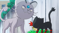 That's Why Litten is a Scamp!