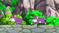 Rattata anime.png