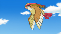 Ben's Pidgeot